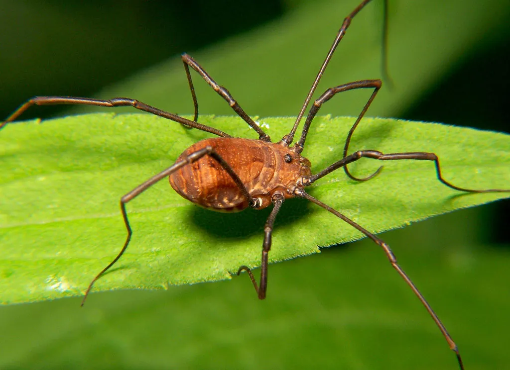 Harvestmen (Daddy Long Legs)