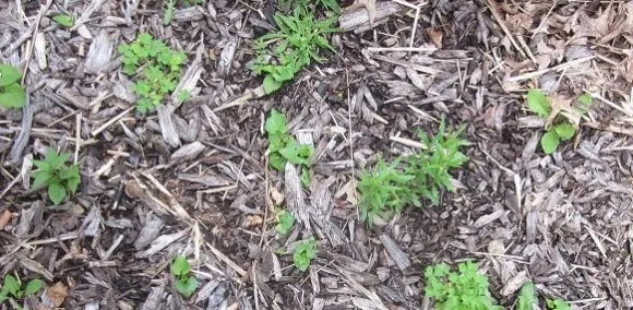 How to Remove Weeds from Mulch - Gen Lawn
