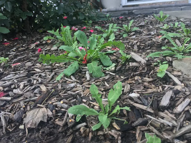 How to Remove Weeds from Mulch step by step guide - Gen Lawn