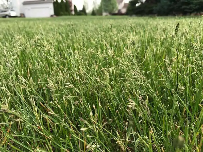 Lawn Gone to Seed