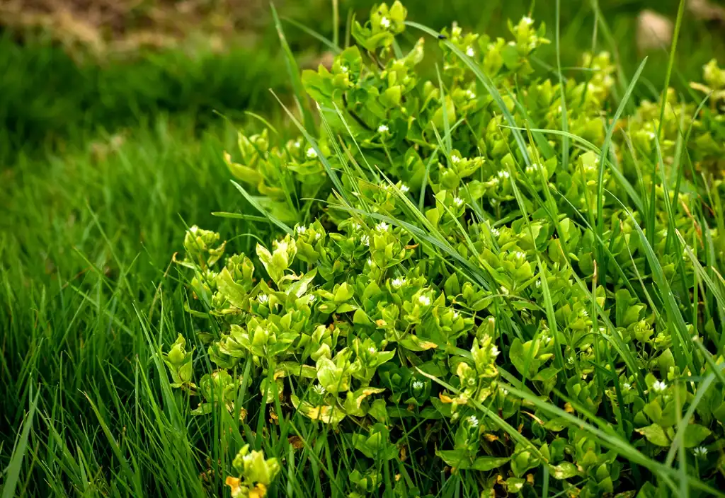 Mouse-Ear Chickweed in lawn - Gen Lawn