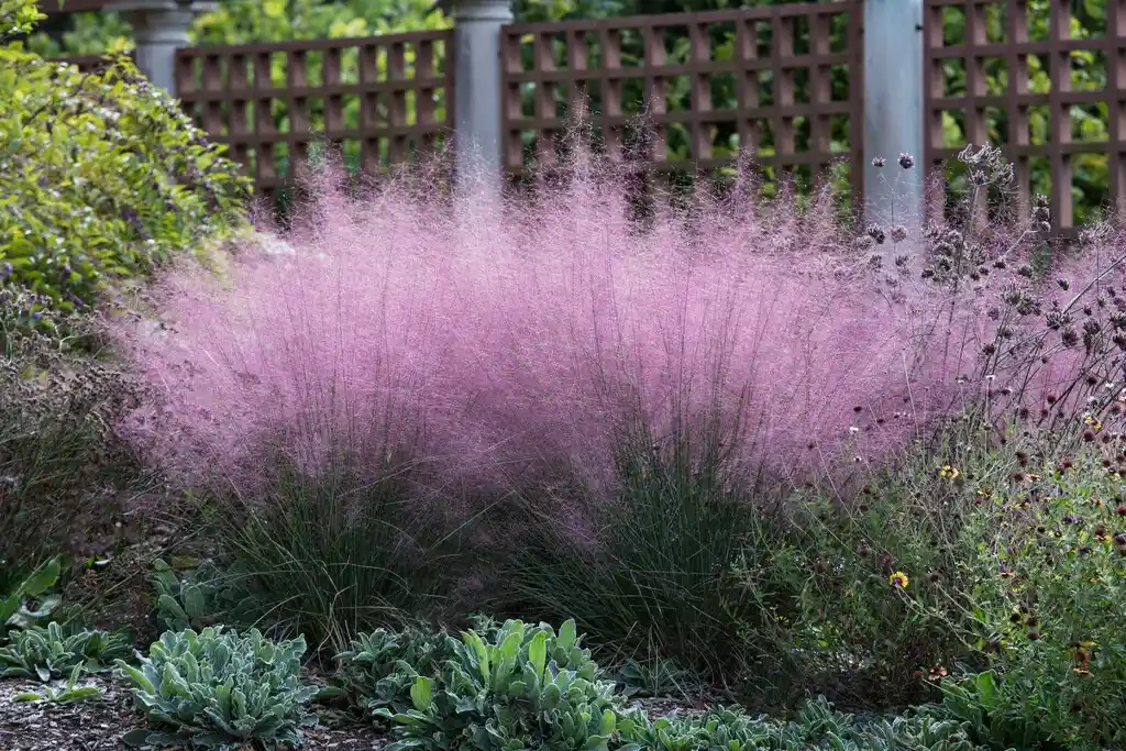 Muhlenbergia capillaris