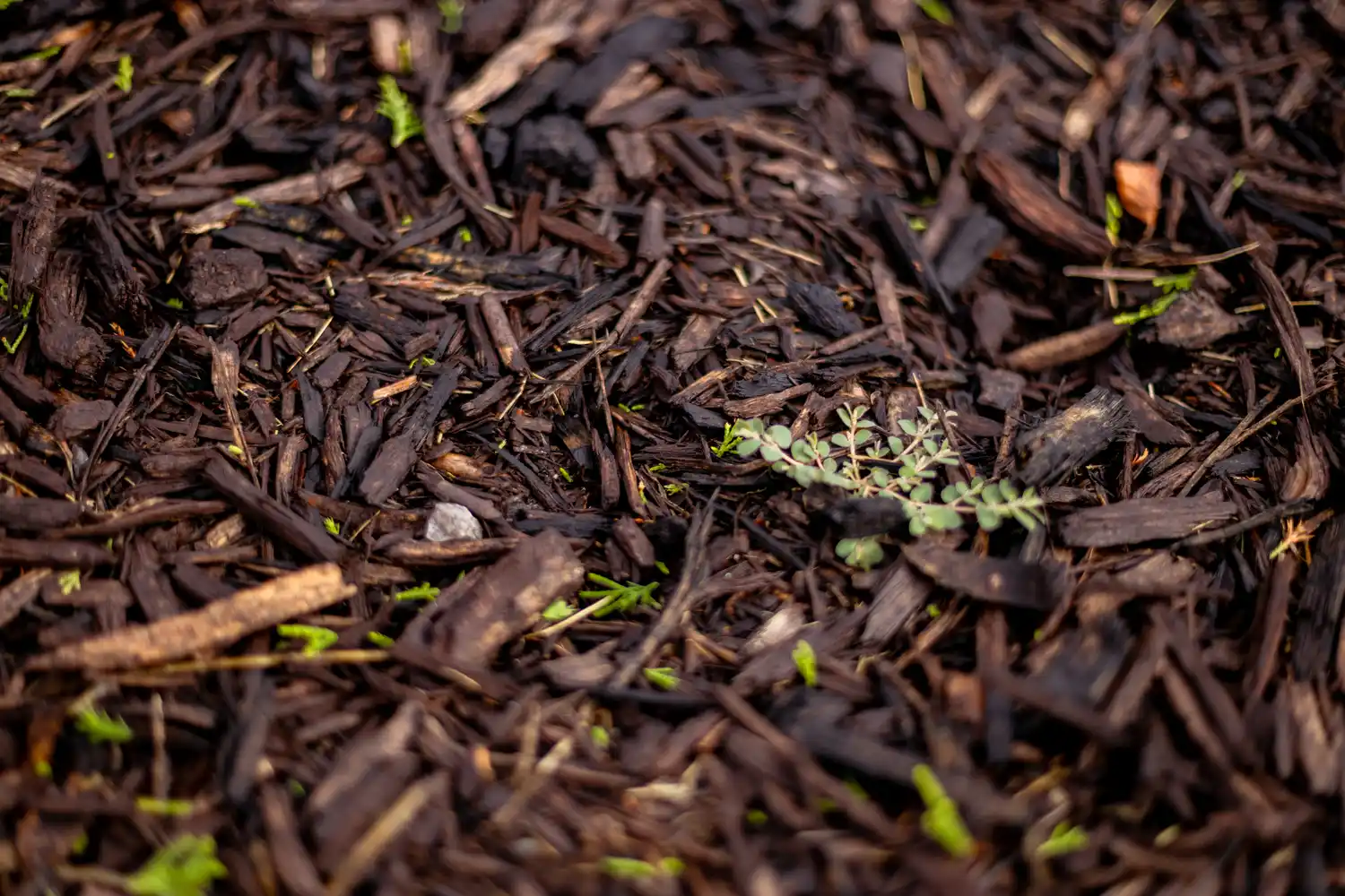 Can You Put Mulch Over Weeds