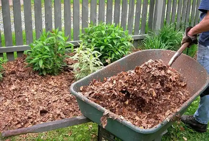 Mulching Leaves