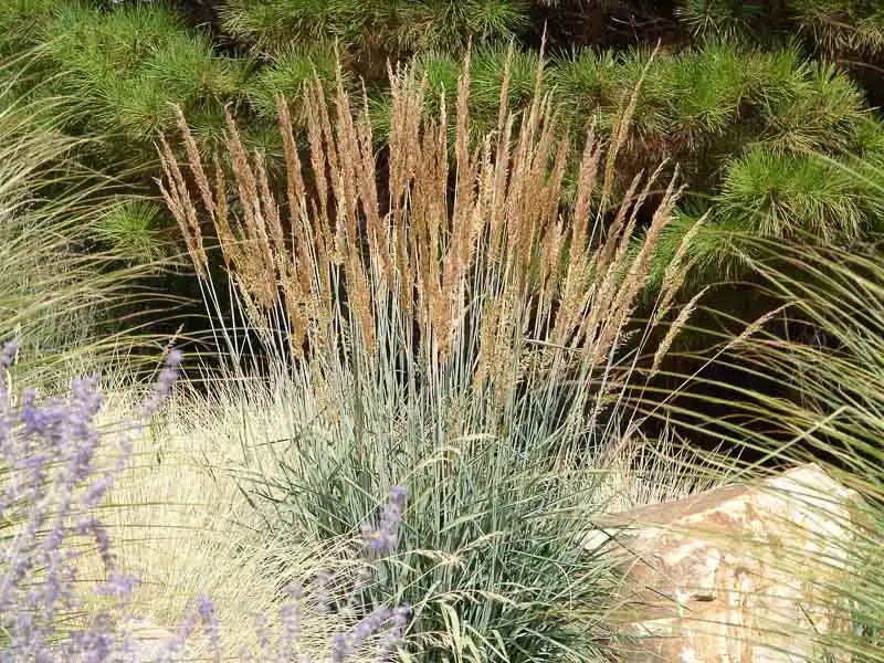 Native Georgia Grass