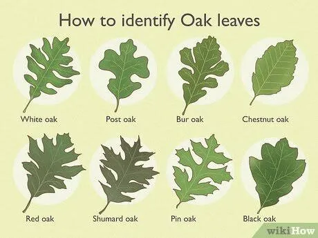Oak leaves identification