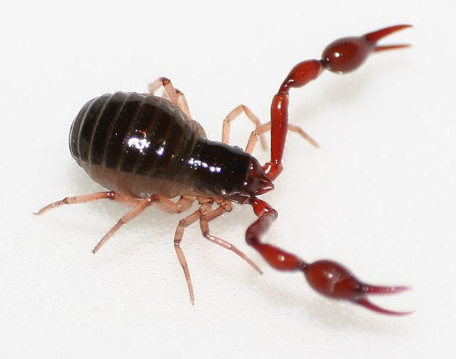 Pseudoscorpions