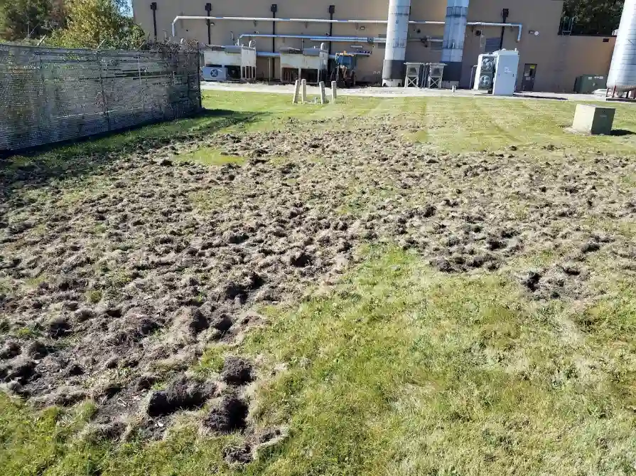 Raccoon lawn damage shown in the images