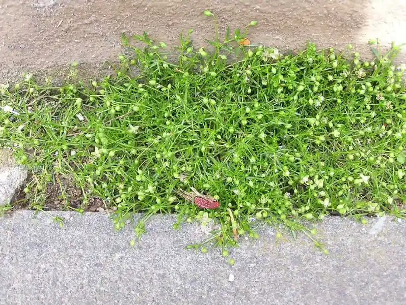Sagina procumbens - Gen Lawn