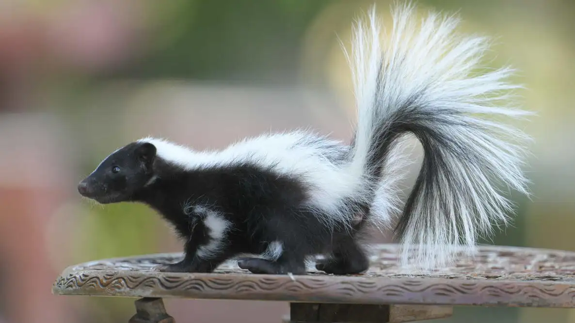 Skunks - Gen Lawn