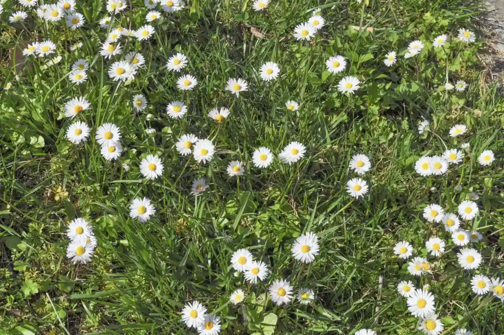 Small White Flowers on Lawn - Gen Lawn