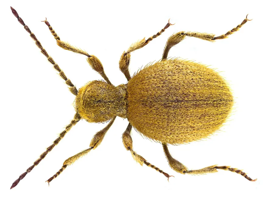 Spider Beetles