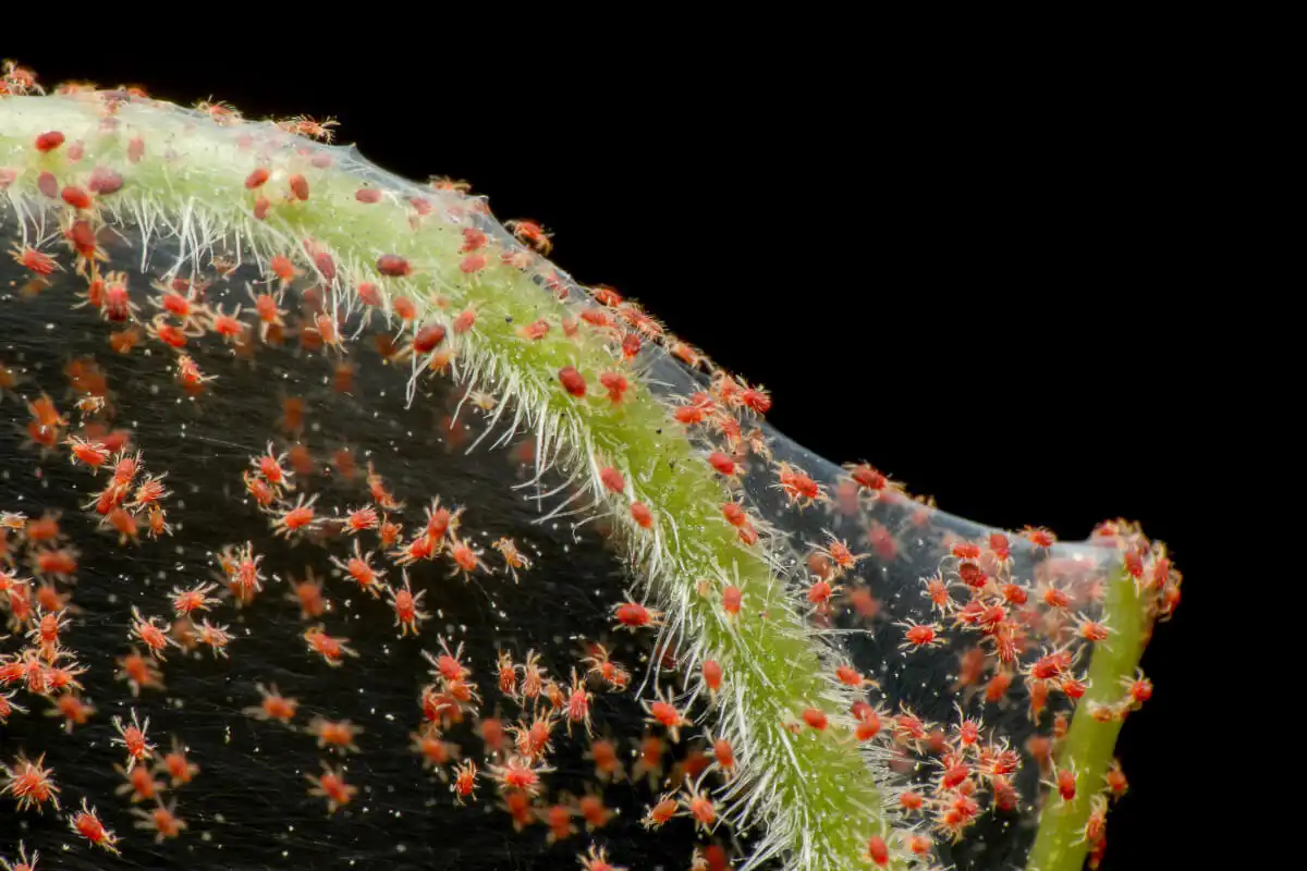 Spider Mites - Gen Lawn