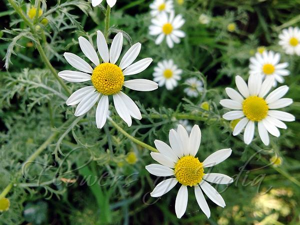 Stinking Chamomile - Gen Lawn