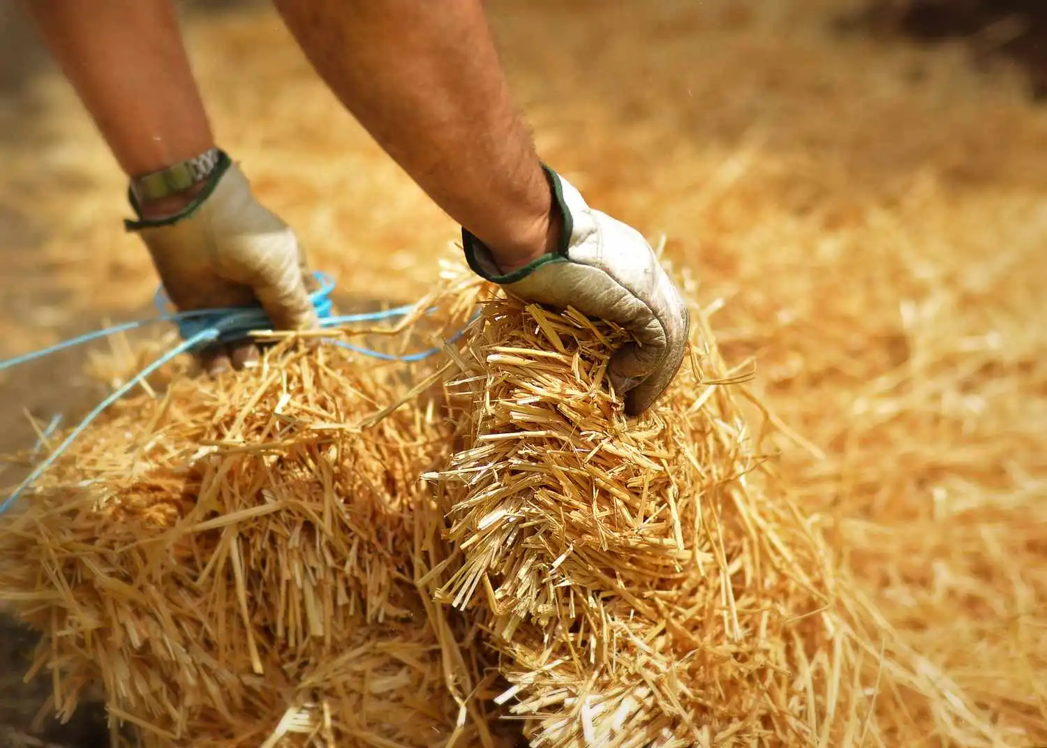 Straw as mulch