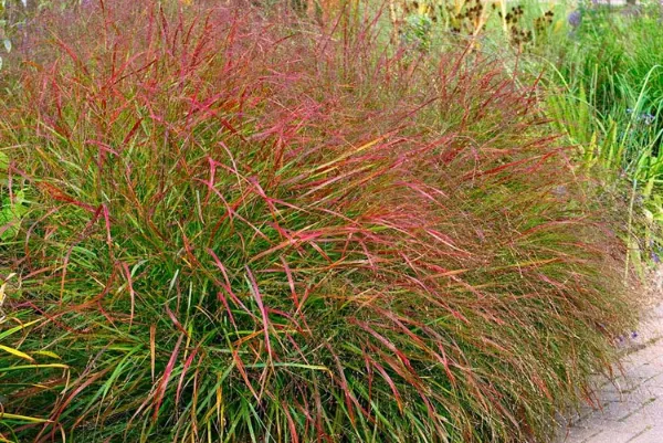 Switchgrass (Panicum virgatum)