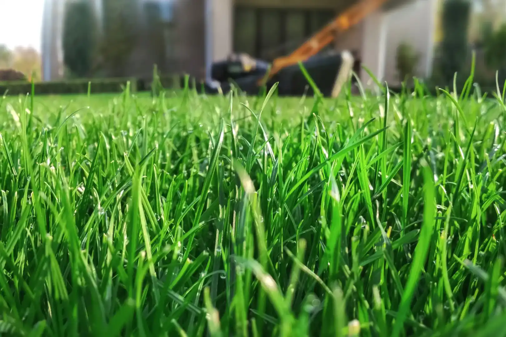Tall Fescue Cutting Height secound example of best cutting hieght