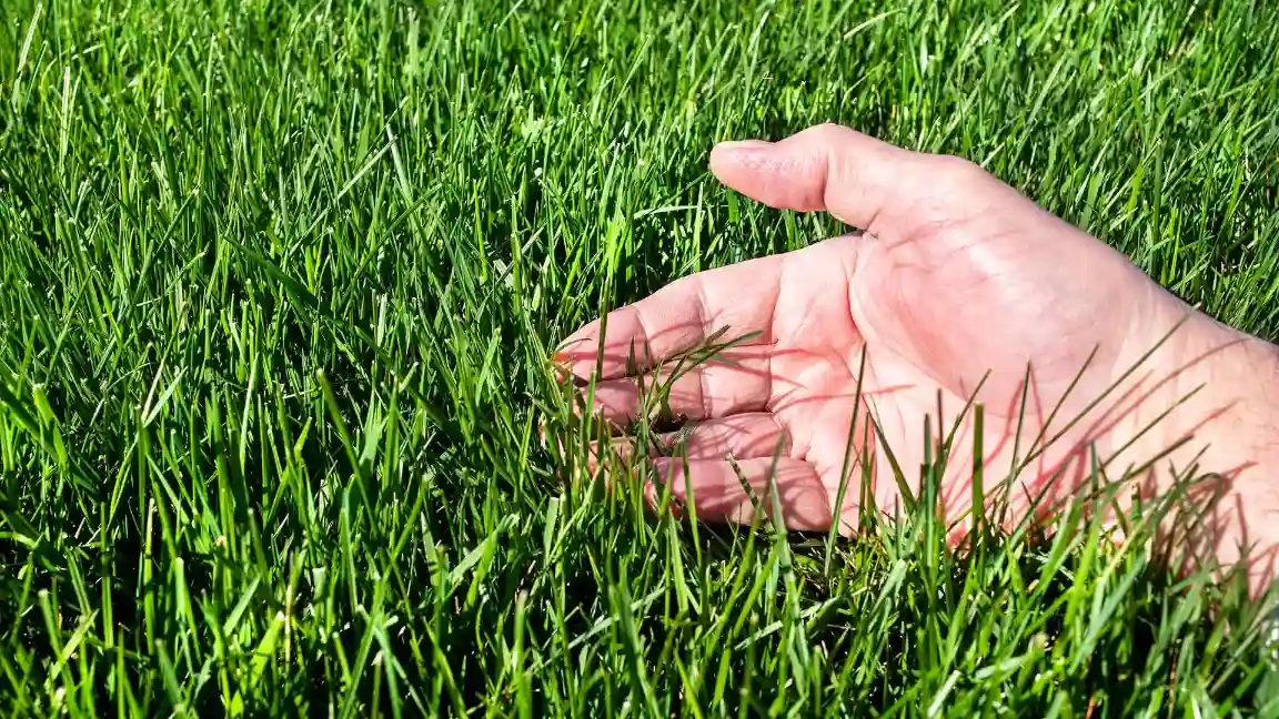 Tall Fescue Overseed Rate - Gen Lawn