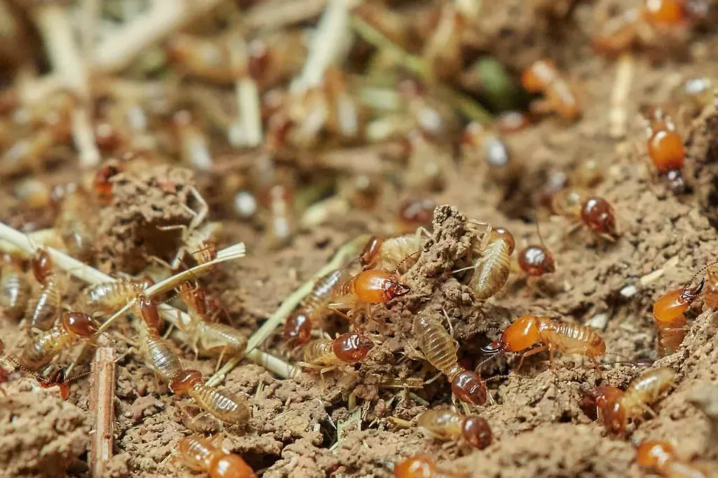 Termites in Mulch - Gen Lawn