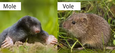 Vole vs Mole - Gen Lawn