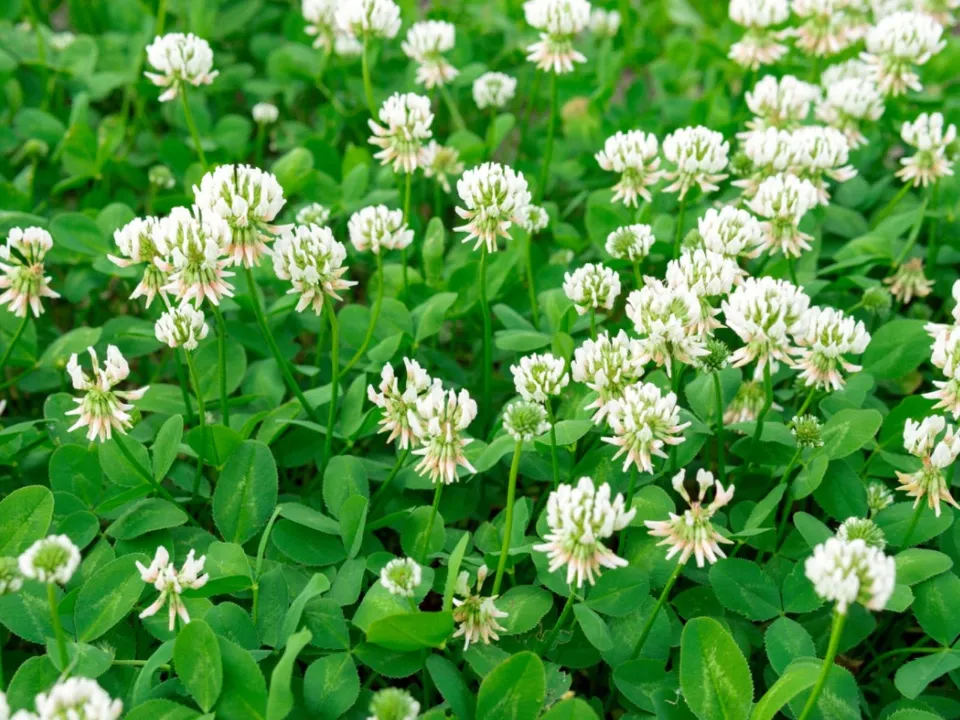 White Clover - Gen Lawn