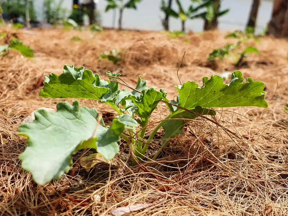 Will Mulching Kill Weeds