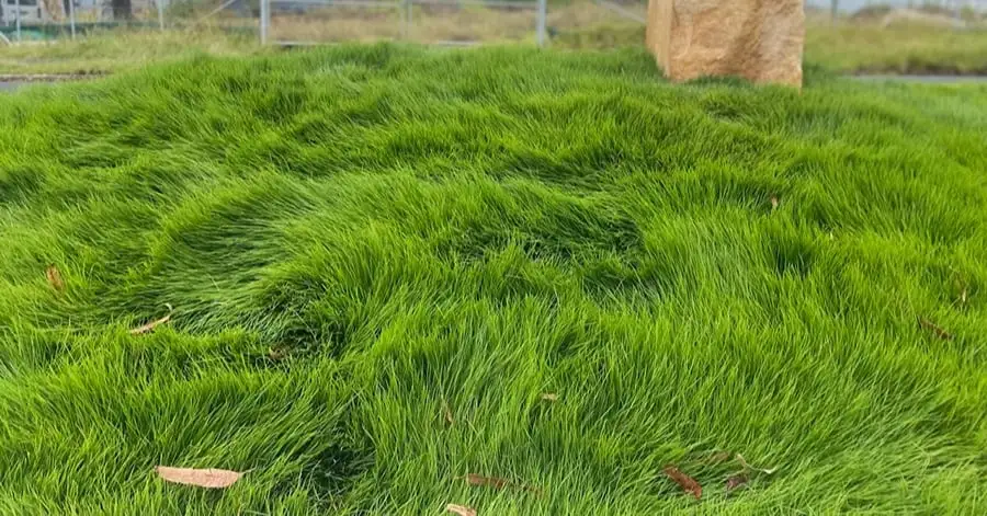 Zone Method for Bigger Lawns - Gen Lawn