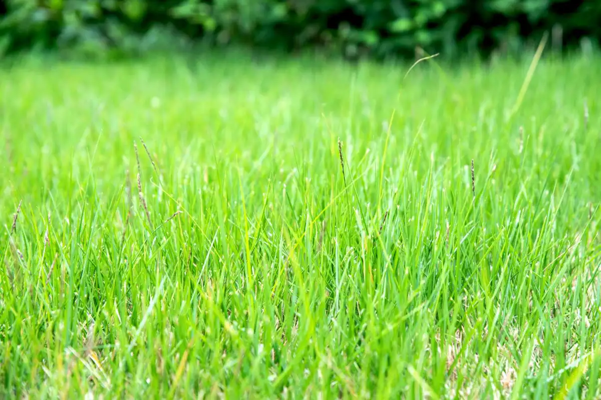 Zoysia Grass (Zoysia spp.)