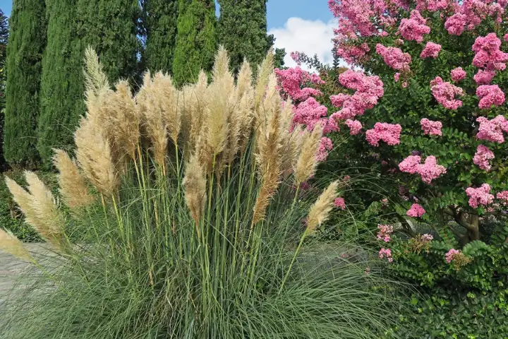 beautifull pampas grass in garden