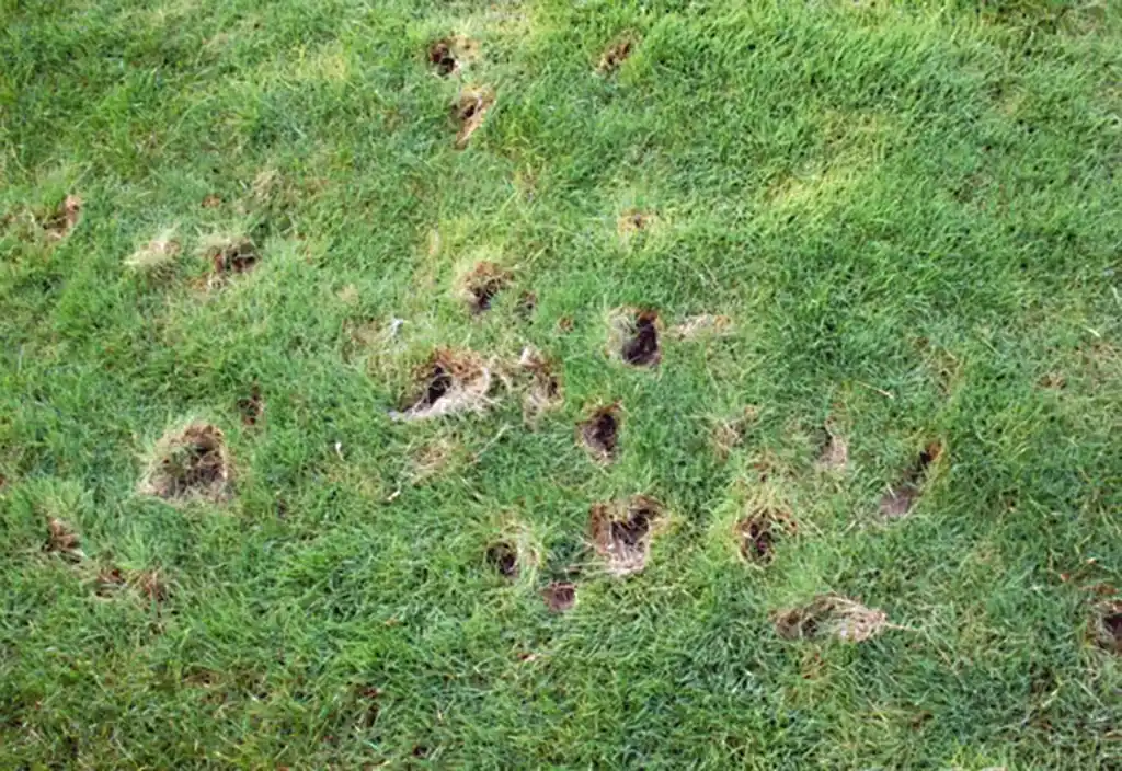 how to stop raccoons from digging up grass - Gen Lawn