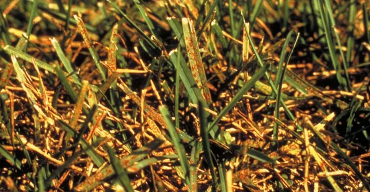 rust on lawn grass