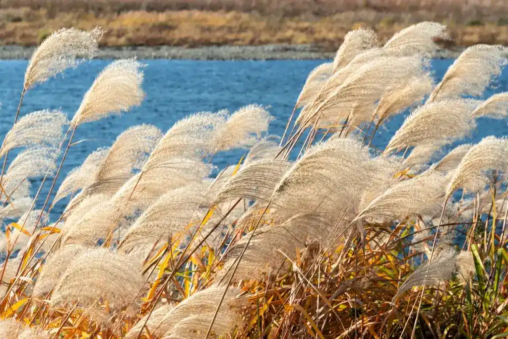 when to cut pampas grass