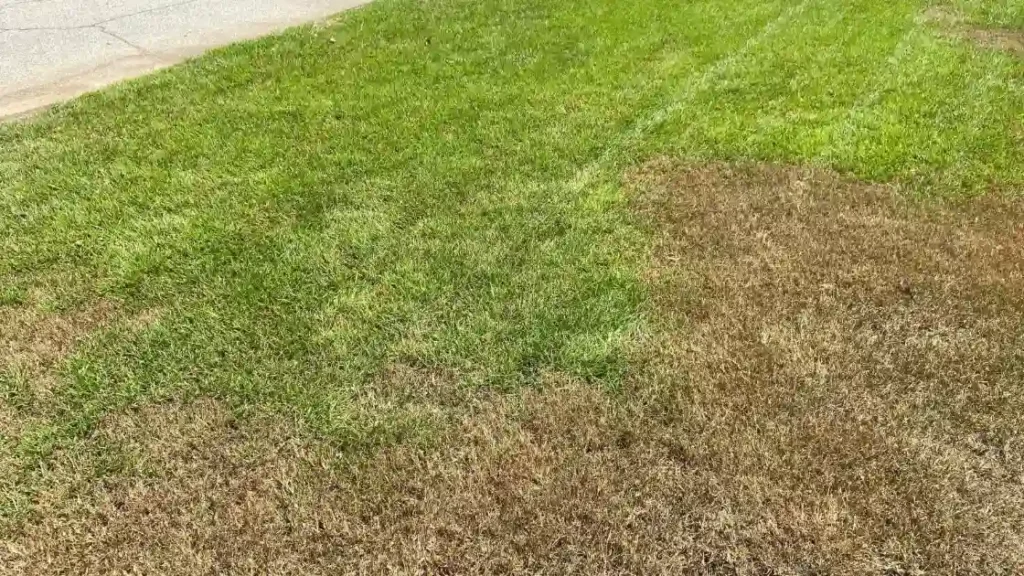Army Worms Grass Damage example