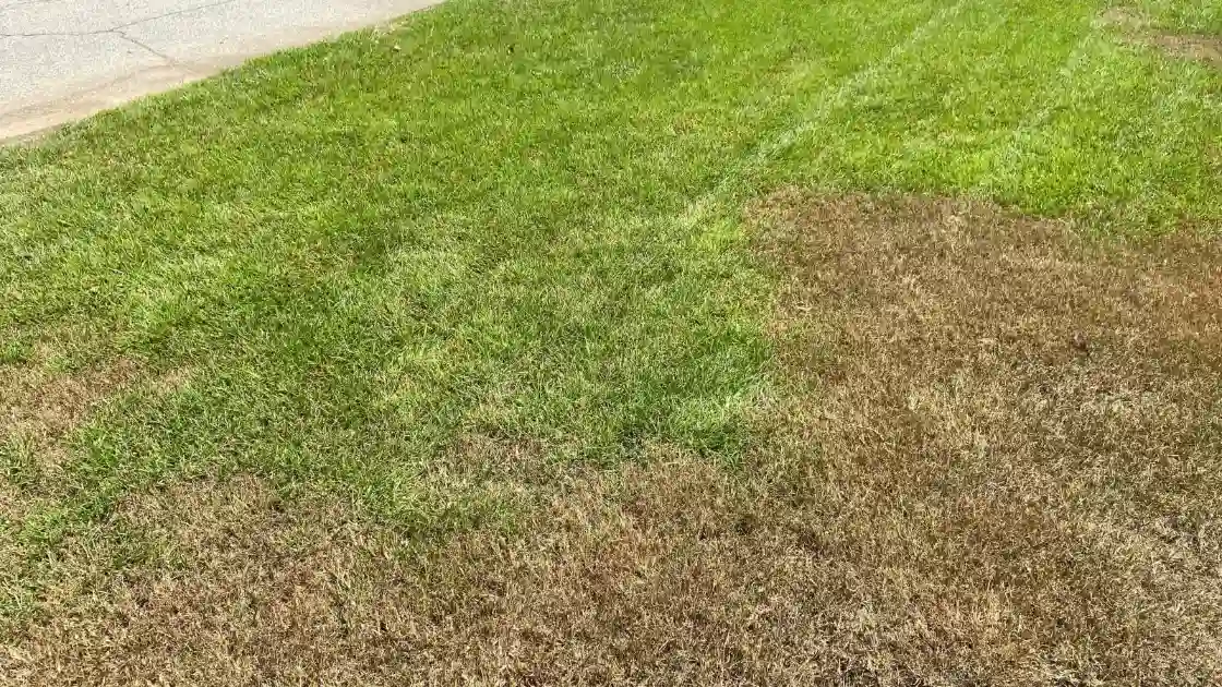 Army Worms Grass Damage example