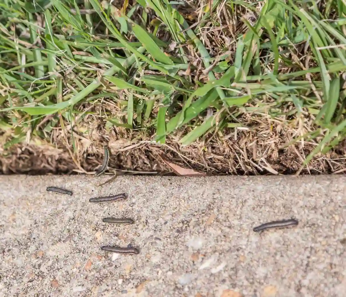 Army Worms shown in image