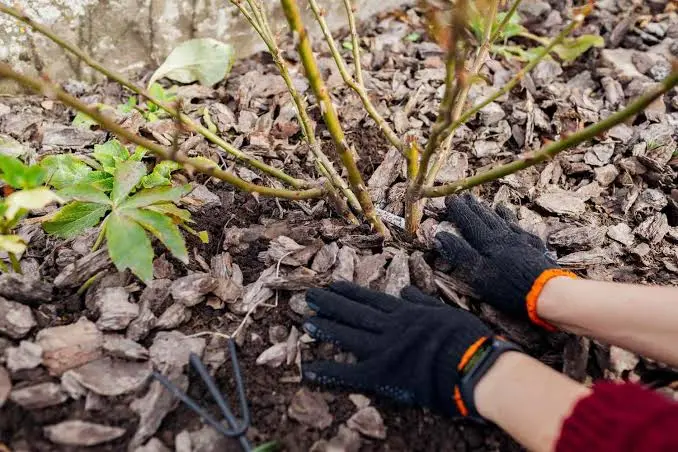 Best Mulch for Roses