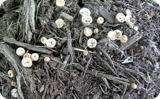 Black Mulch Mold example 2