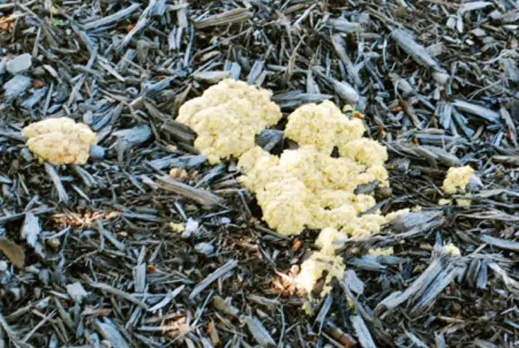 Black Mulch Mold