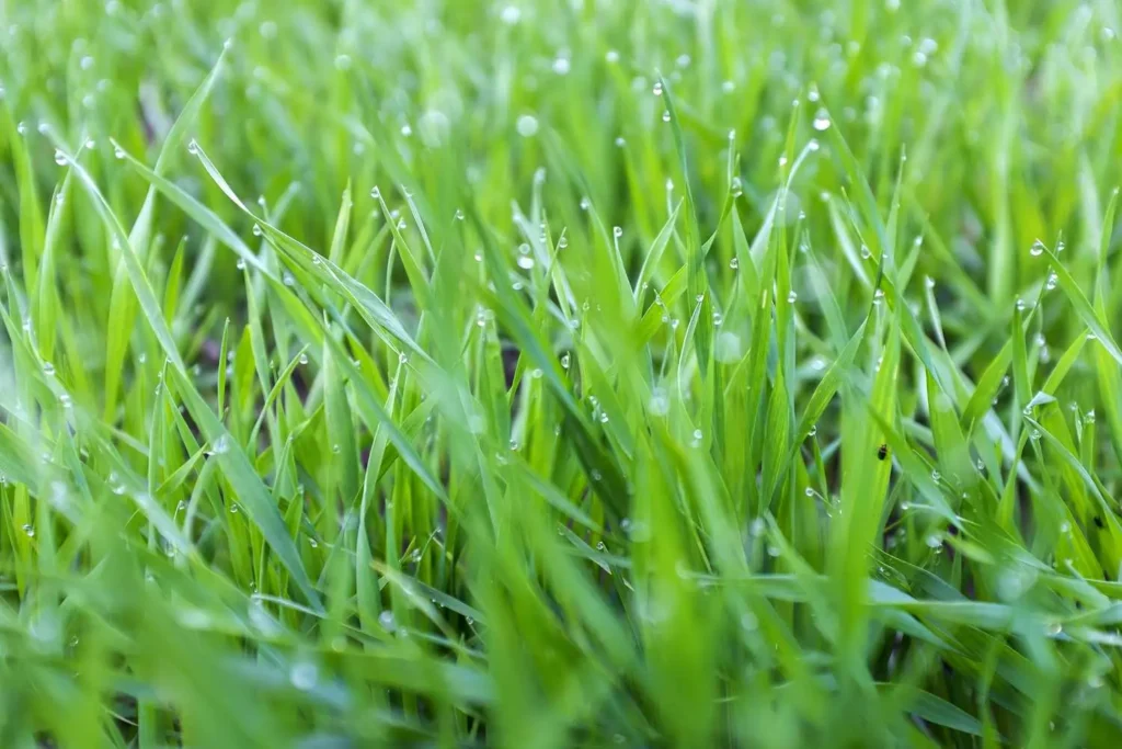 Can You Cut Grass Wet