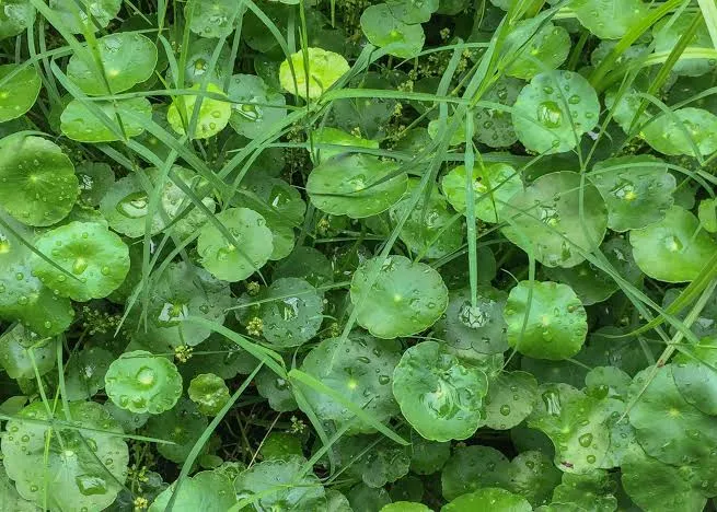 Dollarweed (Pennywort)