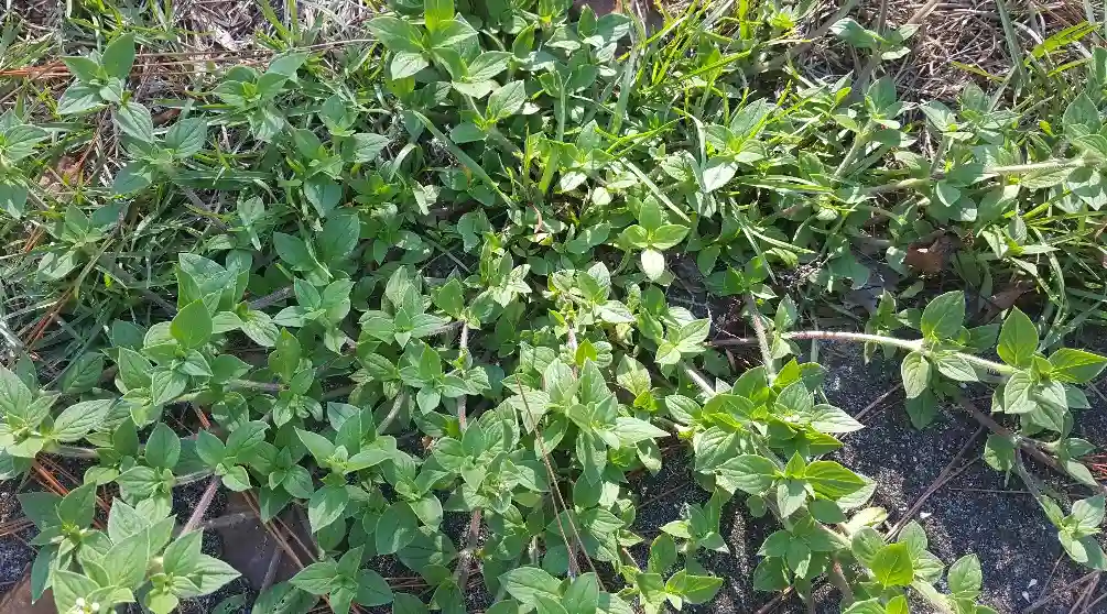 Florida Pusley (Richardia scabra)