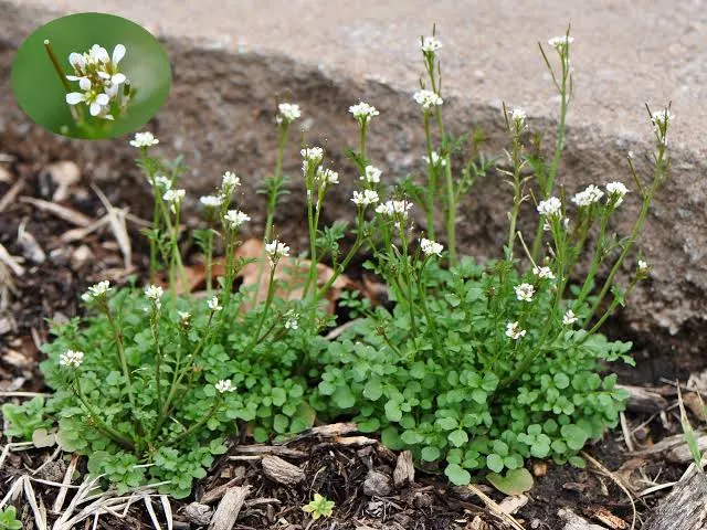 Hairy Bittercress