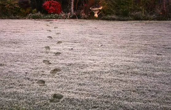 Heavy Frost on grass