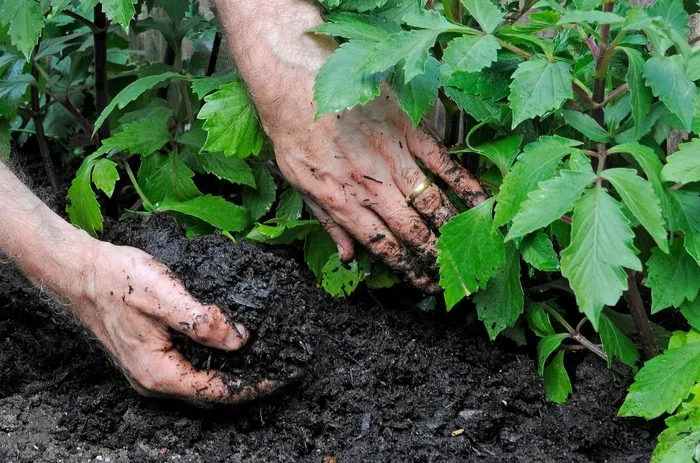 Men applying mulch
