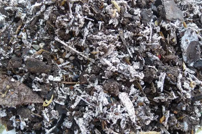 Mold Spores in Mulch