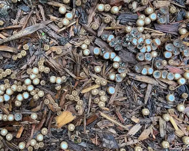 Mold Spores in Mulch secound example