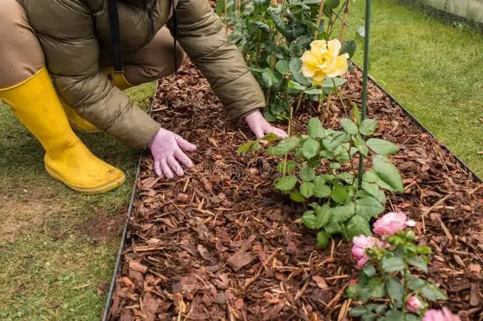 Mulch applying to roses