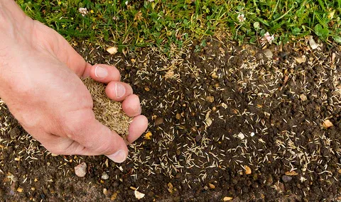 Phosphorus for grass seed