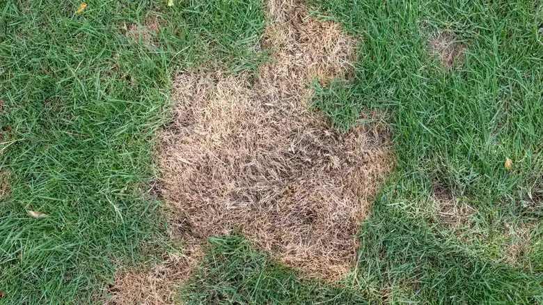 Ryegrass gone bad