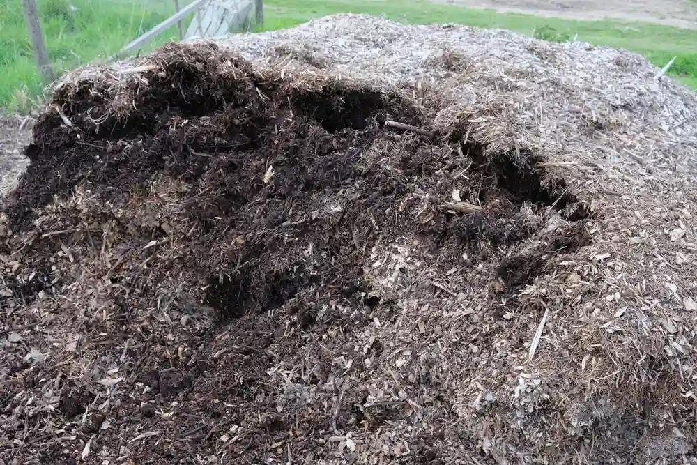 Should I Remove Old Mulch